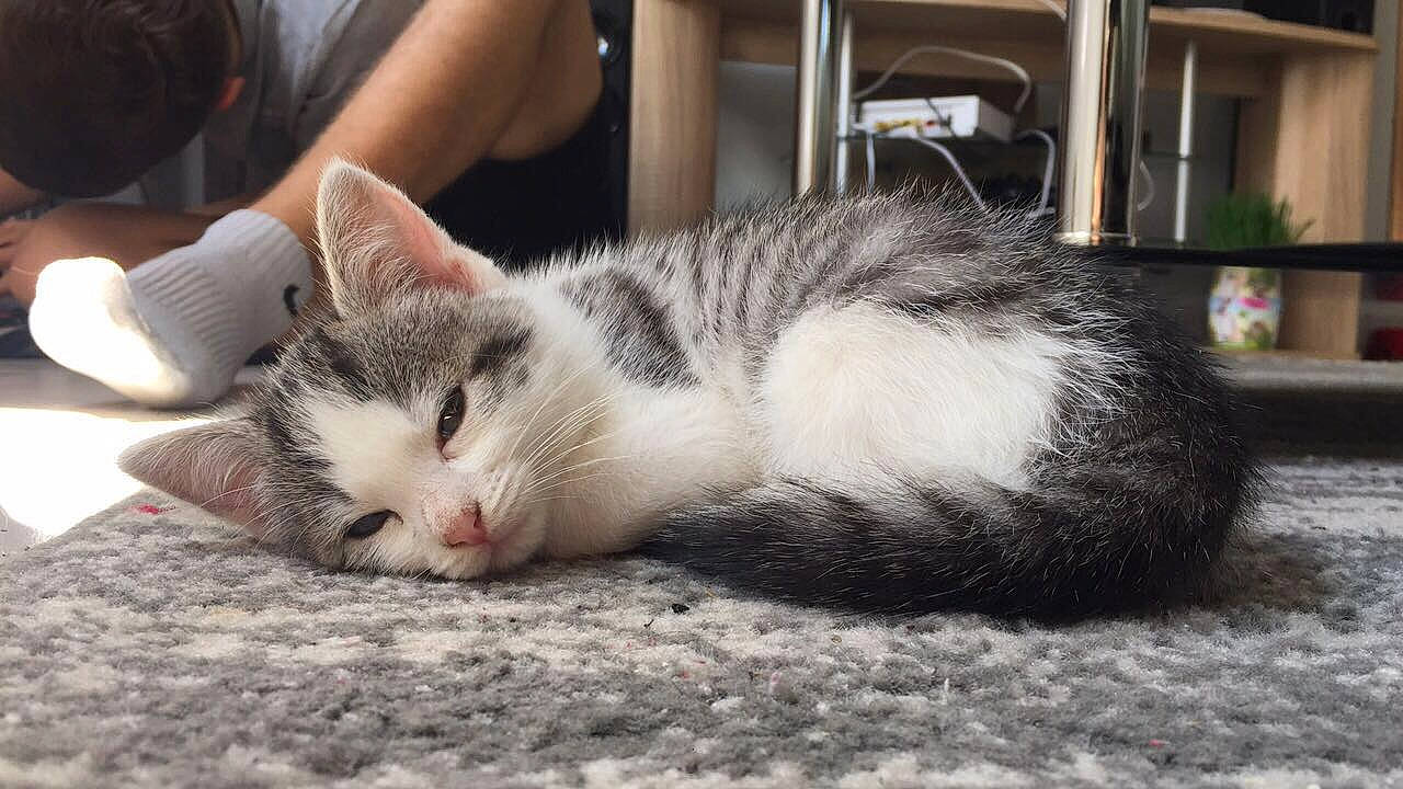 Chopper participe au concours pour gagner de l'argent avec cette photo : aegean_cat, american_shorthair, american_wirehair, asian, carnivore, cat, domestic_short_haired_cat, european_shorthair, felidae, fur, kitten, mammal, nap, polydactyl_cat, small_to_medium_sized_cats, snout, tabby_cat, whiskers