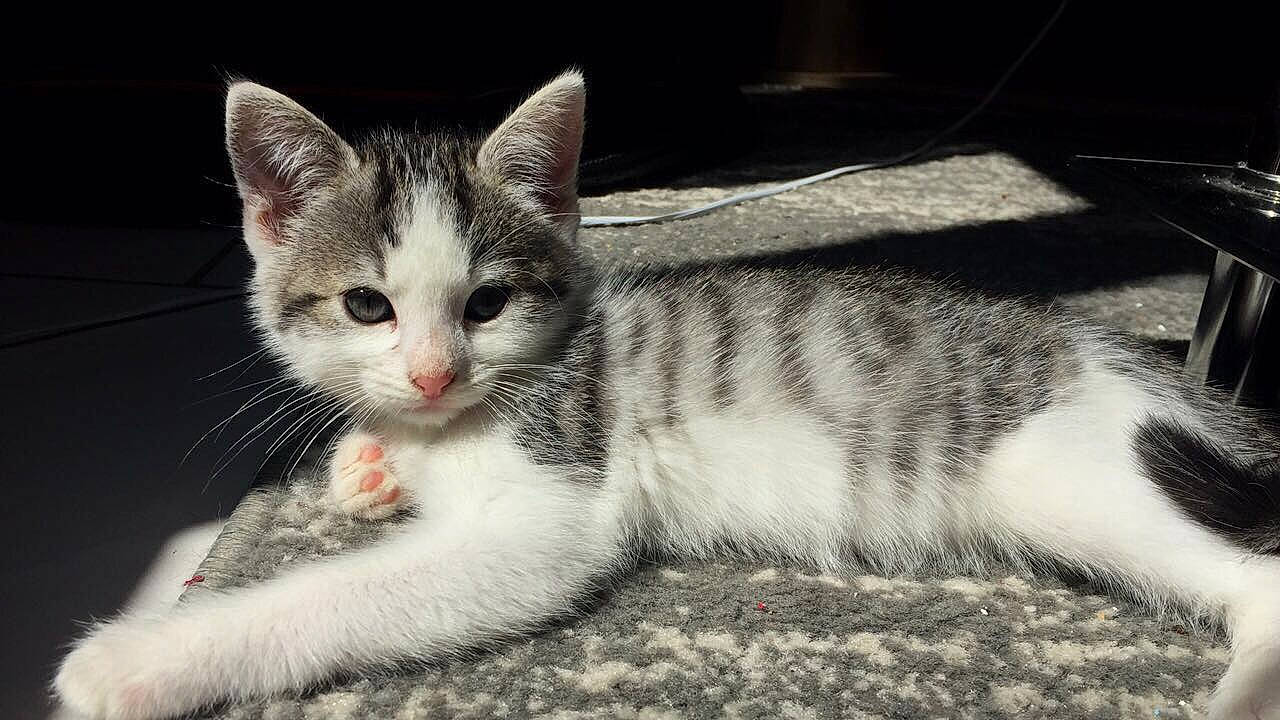 Chopper a rejoint le concours — aidez-le/la à gagner de superbes lots ! aegean_cat, american_shorthair, american_wirehair, asian, black_and_white, carnivore, cat, domestic_short_haired_cat, dragon_li, european_shorthair, felidae, kitten, mammal, paw, polydactyl_cat, small_to_medium_sized_cats, snout, tabby_cat, vertebrate, whiskers