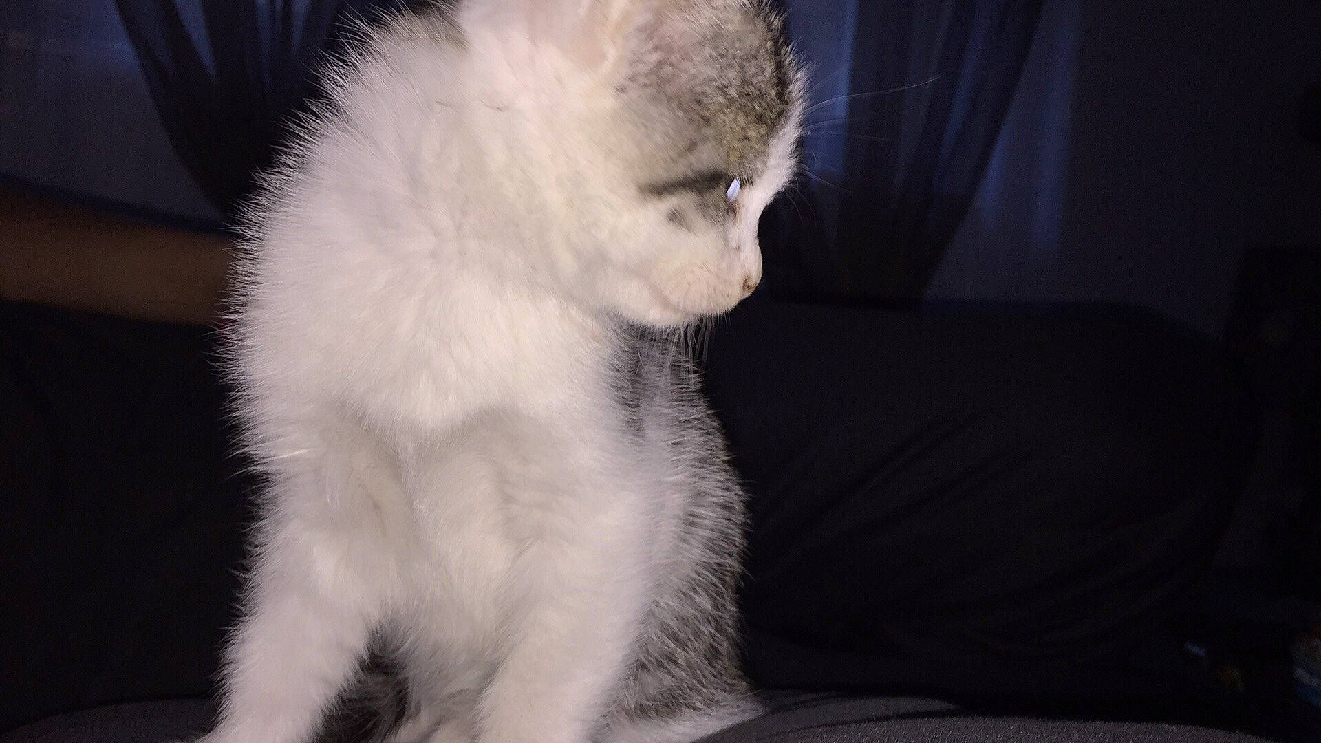 Chopper a rejoint le concours — aidez-le/la à gagner de superbes lots ! carnivore, cat, ear, felidae, fur, kitten, scottish_fold, small_to_medium_sized_cats, tail, turkish_angora, turkish_van, whiskers