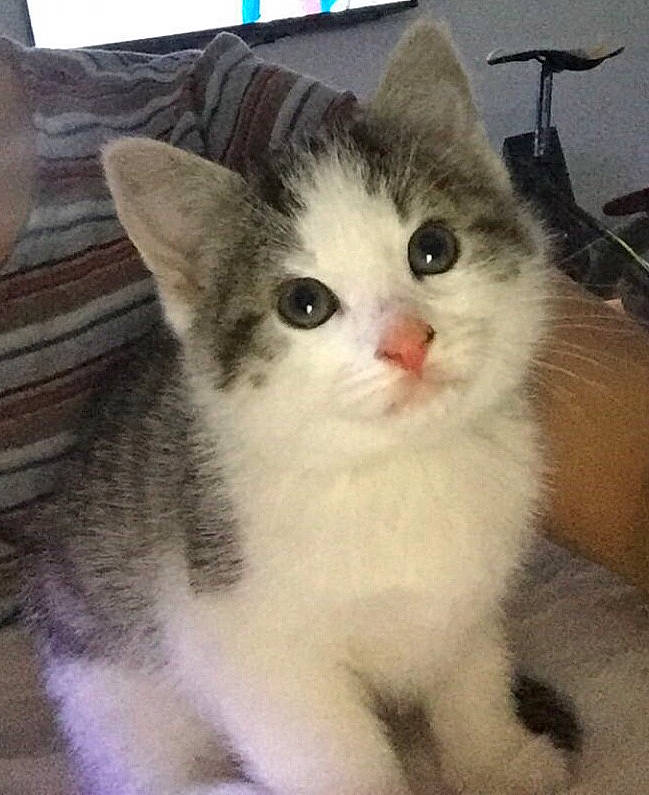 Chopper participe au concours pour gagner de l'argent avec cette photo : aegean_cat, american_wirehair, asian, carnivore, cat, domestic_short_haired_cat, european_shorthair, eye, felidae, iris, kitten, mammal, ojos_azules, polydactyl_cat, ragamuffin, ragdoll, small_to_medium_sized_cats, turkish_van, vertebrate, whiskers