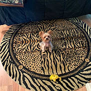 Mojo is registered to the contest to win money with this photo: dog, small_dog, animal_print, rug, bed, blanket, wood_floor, toy, yellow_toy, indoor, pet, fur, cute, sitting, looking_up, cozy, pattern, brown, black, room