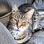 Macaron participe au concours pour gagner de l'argent avec cette photo : cat, tabby, pet, animal, feline, indoor, resting, blanket, couch, leather, fur, whiskers, ears, eyes, closeup, texture, home, cozy, relaxed, portrait