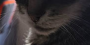 Macaron a rejoint le concours — aidez-le/la à gagner de superbes lots ! cat, tabby, close_up, indoor, fur, whiskers, animal, pet, portrait, face, feline, curious, soft_light, mood, indoor_lighting, domestic_cat, looking_down, furry, cute, animal_portrait