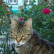 Macaron a rejoint le concours — aidez-le/la à gagner de superbes lots ! cat, tabby_cat, green_eyes, close_up, outdoor, garden, flowers, roses, plants, nature, pet, animal, feline, whiskers, ears, fur, face, blurred_background, bokeh, daylight