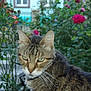 cat, tabby_cat, green_eyes, close_up, outdoor, garden, flowers, roses, plants, nature, pet, animal, feline, whiskers, ears, fur, face, blurred_background, bokeh, daylight