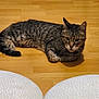 Macaron a rejoint le concours — aidez-le/la à gagner de superbes lots ! cat, tabby_cat, indoor, wooden_floor, cushion, furniture, cabinet, cardboard_box, pet, animal, resting, home, cozy, domestic, floor, relaxed, cute, whiskers, ears, tail