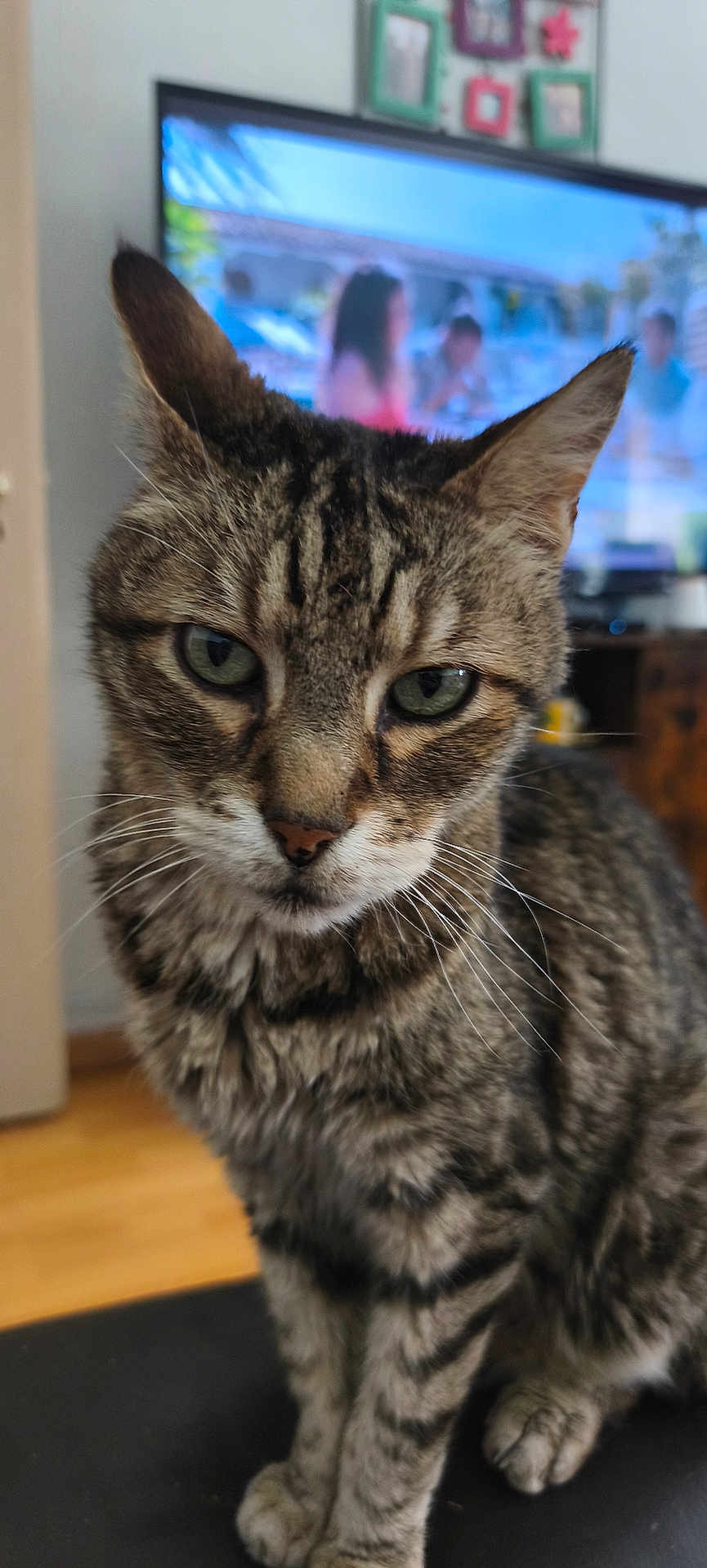 Macaron participe au concours pour gagner de l'argent avec cette photo : cat, tabby, indoor, close_up, pet, feline, whiskers, green_eyes, blurred_background, television, living_room, wooden_floor, picture_frames, fur, ears, sitting, animal, domestic, cute, portrait