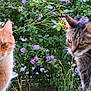 cat, ginger_cat, tabby_cat, flower, bush, purple_flower, outdoor, pet, animal, feline, nature, greenery, plant, garden, fur, whiskers, leaf, closeup, mammal, blurred