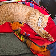 Indiana a rejoint le concours — aidez-le/la à gagner de superbes lots ! cat, ginger_cat, sleeping, blanket, red_blanket, couch, furniture, indoor, domestic, cozy, resting, pet, fur, relaxation, home, colorful, houseplant, jar, binder, living_room