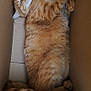 cat, orange_tabby, sleeping, cardboard_box, pet, feline, cozy, cute, animal, whiskers, fur, relaxed, domestic_cat, tail, paw, indoor, resting, content, box, fluffy