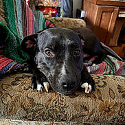 Velvet is registered to the contest to win money with this photo: dog, black_dog, pet, couch, blanket, knitted_blanket, indoor, home, furniture, brown, floral_pattern, closeup, face, eyes, paws, relaxed, animal, canine, resting, cozy