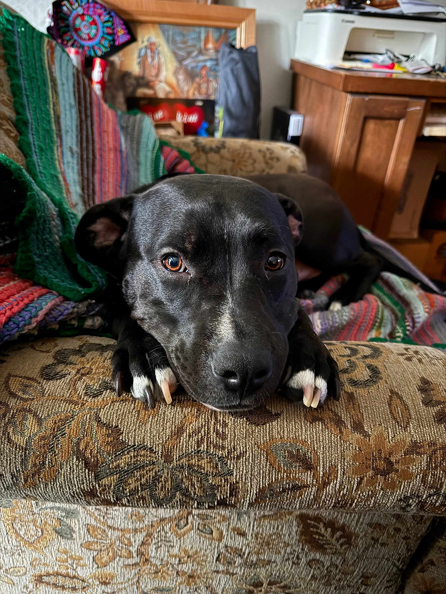 Velvet is registered to the contest to win money with this photo: dog, black_dog, pet, couch, blanket, knitted_blanket, indoor, home, furniture, brown, floral_pattern, closeup, face, eyes, paws, relaxed, animal, canine, resting, cozy
