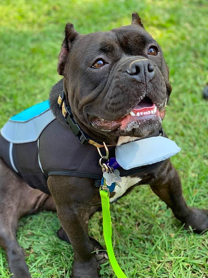 Dutchess is registered to the contest to win money with this photo: belt, canidae, carnivore, collar, companion_dog, dog, dog_breed, dog_collar, dog_supply, fashion_accessory, fawn, grass, leash, liver, pet_supply, plant, snout, sporting_group, working_animal, wrinkle