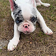 Rico is registered to the contest to win money with this photo: dog, puppy, french_bulldog, grass, close_up, pet, cute, merle, blue_eye, brown_eye, heterochromia, nose_spot, paw, ears, muzzle, snout, outdoors, lying_down, portrait, animal