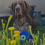 Lewis a rejoint le concours — aidez-le/la à gagner de superbes lots ! dog, brown_dog, plush_toy, blue_toy, yellow_flowers, grass, outdoor, pet, animal, garden, nature, relaxed, sitting, looking_away, fur, ears, snout, daylight, closeup, background_blur