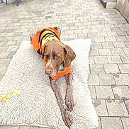 Lewis a rejoint le concours — aidez-le/la à gagner de superbes lots ! dog, orange_sweater, halloween, pumpkin_design, fluffy_rug, stone_patio, outdoor, pet, canine, brown_dog, long_legs, relaxed, calm, resting, autumn, decorated_clothing, animal, fur, ears, paw