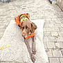dog, orange_sweater, halloween, pumpkin_design, fluffy_rug, stone_patio, outdoor, pet, canine, brown_dog, long_legs, relaxed, calm, resting, autumn, decorated_clothing, animal, fur, ears, paw