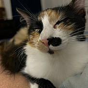 Peaches joined the competition — help win amazing prizes! cat, calico, sleeping, close_up, fur, whiskers, pet, animal, indoor, cute, face, nose, relaxed, mammal, feline, soft, cozy, domestic_animal, portrait, resting