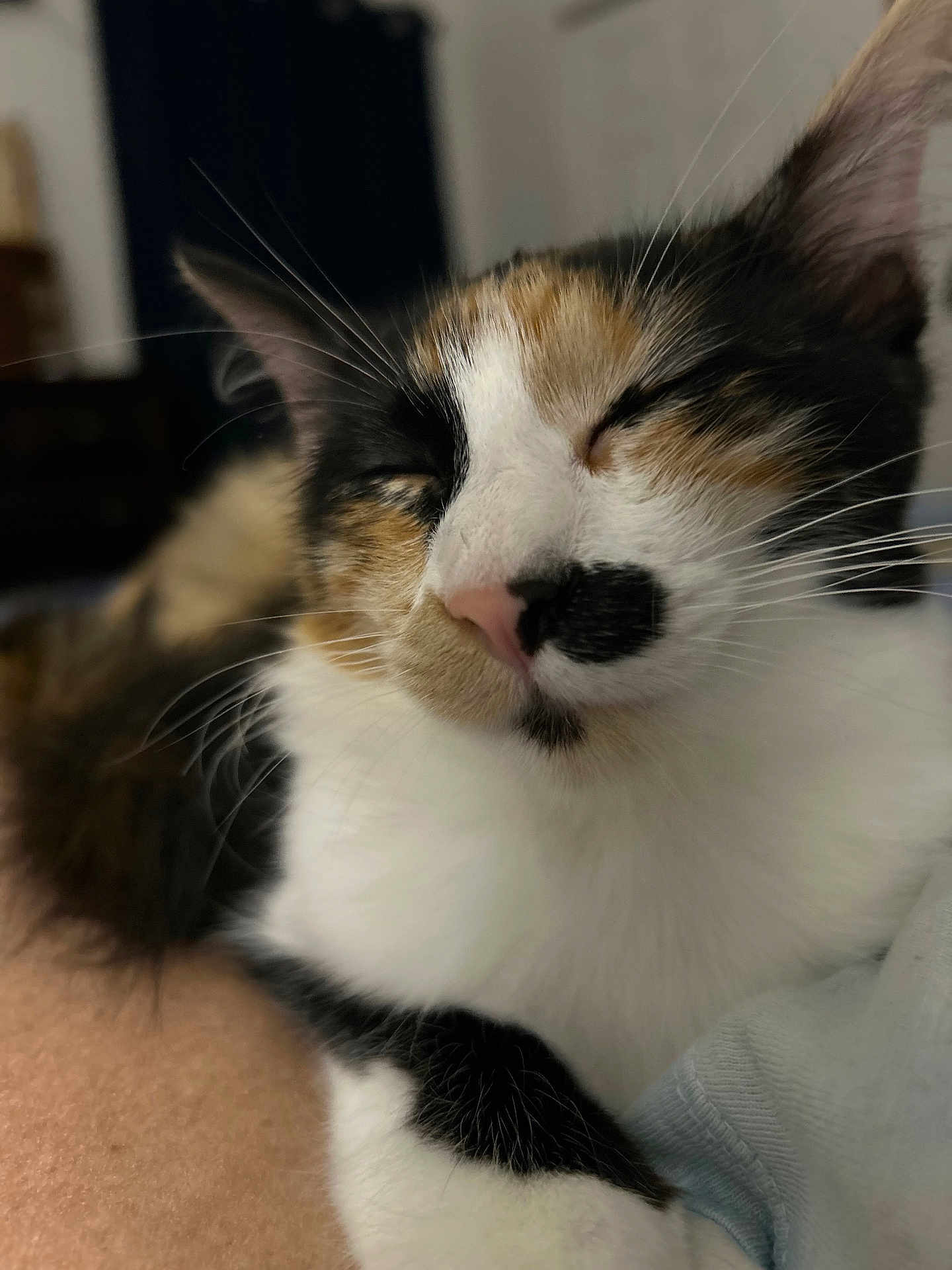 Peaches joined the competition — help win amazing prizes! cat, calico, sleeping, close_up, fur, whiskers, pet, animal, indoor, cute, face, nose, relaxed, mammal, feline, soft, cozy, domestic_animal, portrait, resting