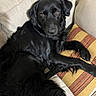 dog, black_dog, pet, animal, canine, long_hair, floppy_ears, brown_eyes, lying_down, lounging, couch, sofa, pillow, striped_pillow, indoor, home, portrait, relaxed, shiny_fur, photography