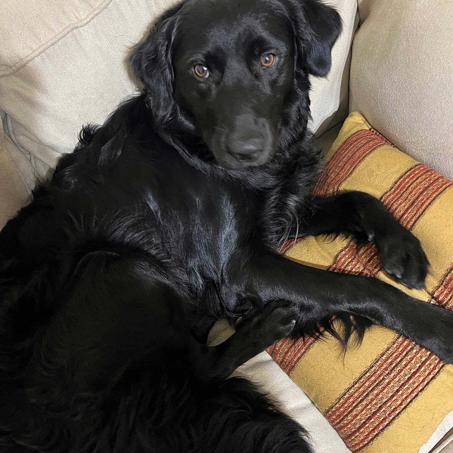 Jax is registered to the contest to win money with this photo: dog, black_dog, pet, animal, canine, long_hair, floppy_ears, brown_eyes, lying_down, lounging, couch, sofa, pillow, striped_pillow, indoor, home, portrait, relaxed, shiny_fur, photography