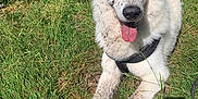 Urus a rejoint le concours — aidez-le/la à gagner de superbes lots ! dog, white_dog, muddy, grass, outdoor, sunlight, happy, tongue_out, playful, animal, pet, canine, nature, summer, relaxed, fur, muzzle, ears, paws, leash