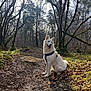 Urus a rejoint le concours — aidez-le/la à gagner de superbes lots ! dog, white_dog, forest, trail, trees, leafless_trees, moss, sunlight, nature, outdoor, animal, pet, happy, sitting, harness, path, woodland, canine, daylight, scenery