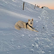 Urus a rejoint le concours — aidez-le/la à gagner de superbes lots ! dog, snow, winter, outdoor, sunset, landscape, white_dog, animal, canine, nature, hill, fence, cold, paw_prints, quiet, peaceful, sky, evening, resting, scenic