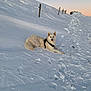 dog, snow, winter, outdoor, sunset, landscape, white_dog, animal, canine, nature, hill, fence, cold, paw_prints, quiet, peaceful, sky, evening, resting, scenic