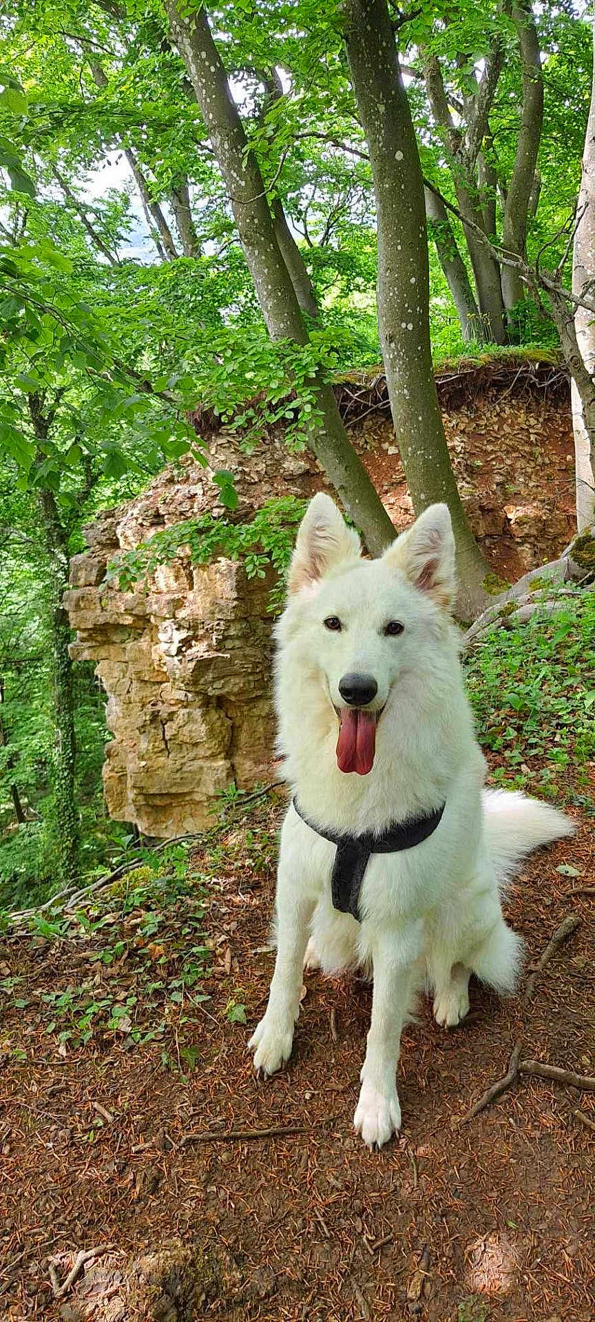 Urus a rejoint le concours — aidez-le/la à gagner de superbes lots ! dog, white_dog, forest, trees, rocks, nature, outdoor, pet, canine, happy, tongue_out, hiking, leash, fur, animal, wildlife, mammal, summer, daylight, scenic