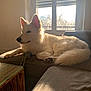 Urus participe au concours pour gagner de l'argent avec cette photo : dog, white_dog, couch, indoor, sunlight, window, rope_toy, relaxed, pet, fur, animal, cozy, living_room, sunny, resting, paw, tail, home, daylight, quiet