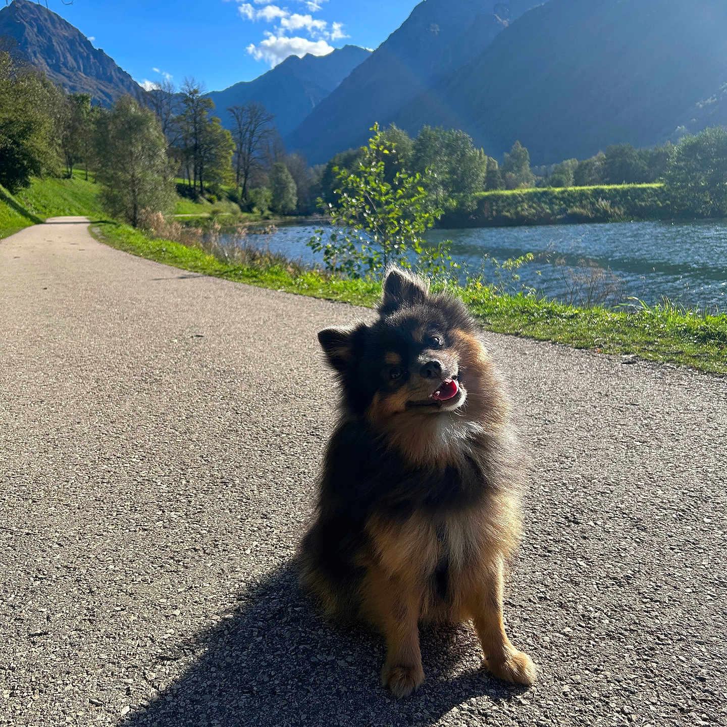 Locky participe au concours pour gagner de l'argent avec cette photo : animal, canine, dog, germanshepherd, grass, gravel, lake, landscape, nature, outdoors, path, pet, plant, puppy, road, scenery, summer, tree, vegetation, water