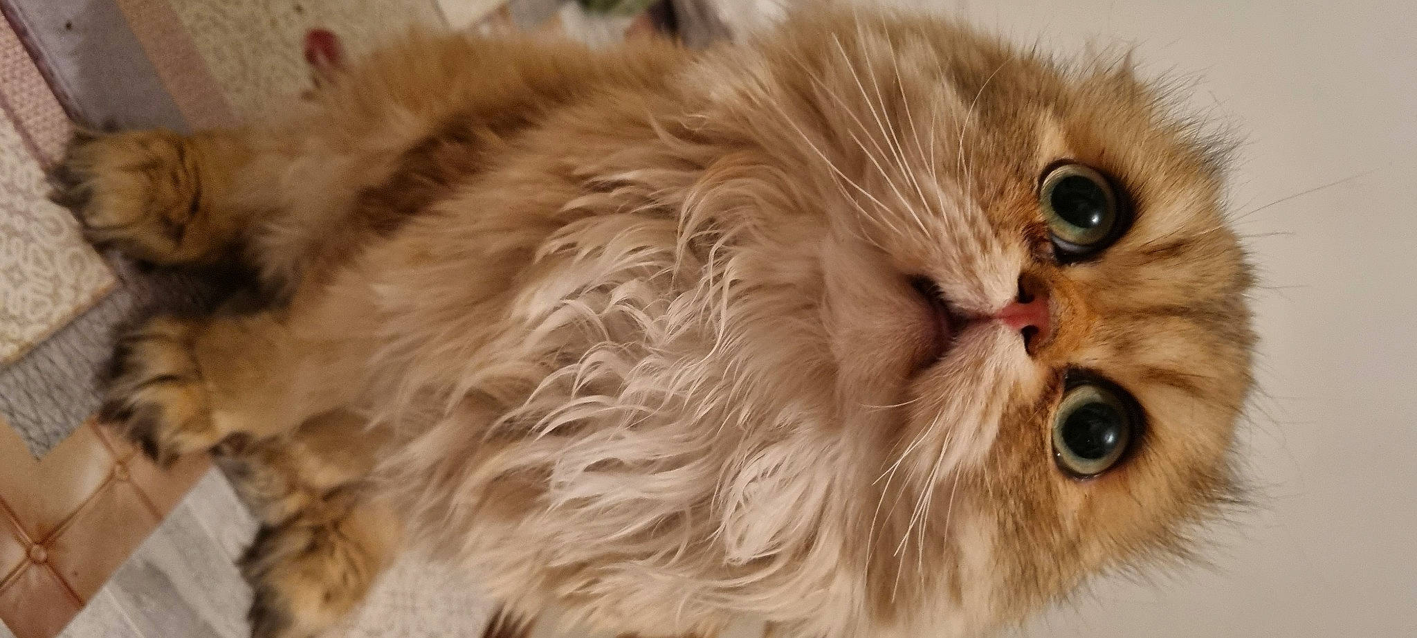 Gyzmo participe au concours pour gagner de l'argent avec cette photo : bird_of_prey, british_longhair, carnivore, cat, claw, close_up, eye, fawn, felidae, fur, hair, paw, persian, small_to_medium_sized_cats, snout, terrestrial_animal, whiskers, wildlife