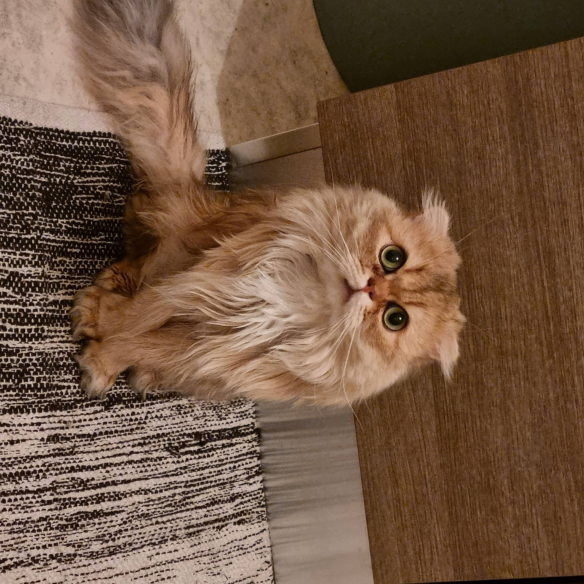 Gyzmo a rejoint le concours — aidez-le/la à gagner de superbes lots ! british_longhair, canidae, carnivore, cat, companion_dog, dog_breed, fashion_accessory, fawn, felidae, fur, grey, liver, persian, plant, small_to_medium_sized_cats, snout, tail, terrestrial_animal, toy_dog, whiskers