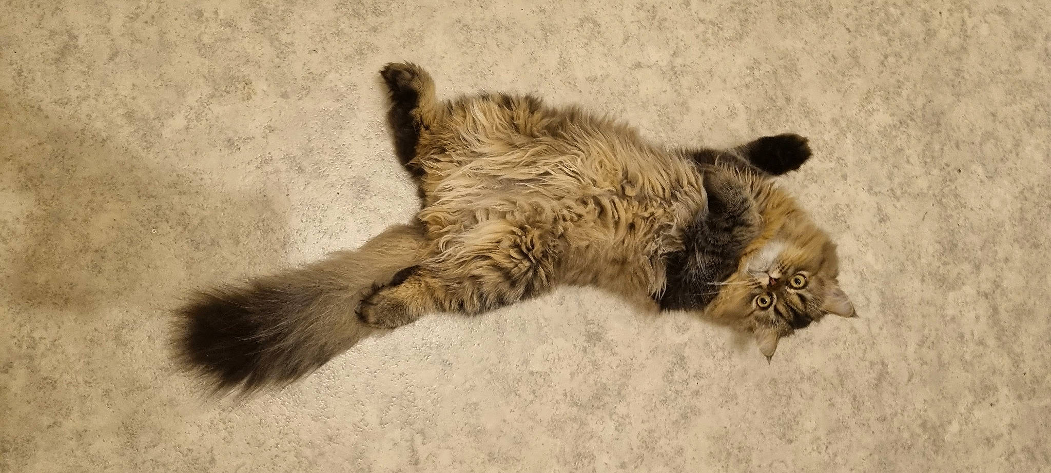 Baloo participe au concours pour gagner de l'argent avec cette photo : carnivore, cat, claw, comfort, domestic_short_haired_cat, fawn, felidae, fur, nap, paw, sleep, small_to_medium_sized_cats, tail, terrestrial_animal, whiskers, wildlife