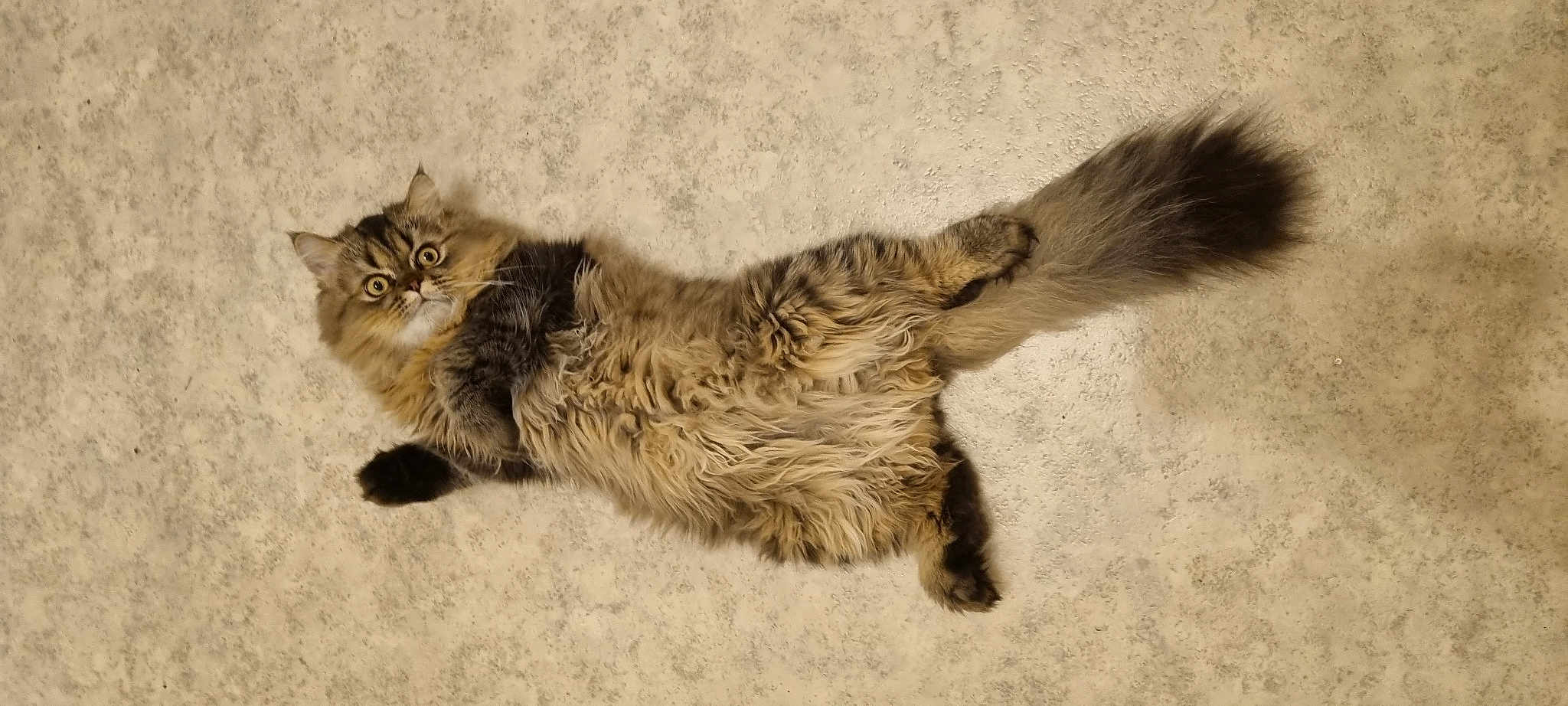 Baloo