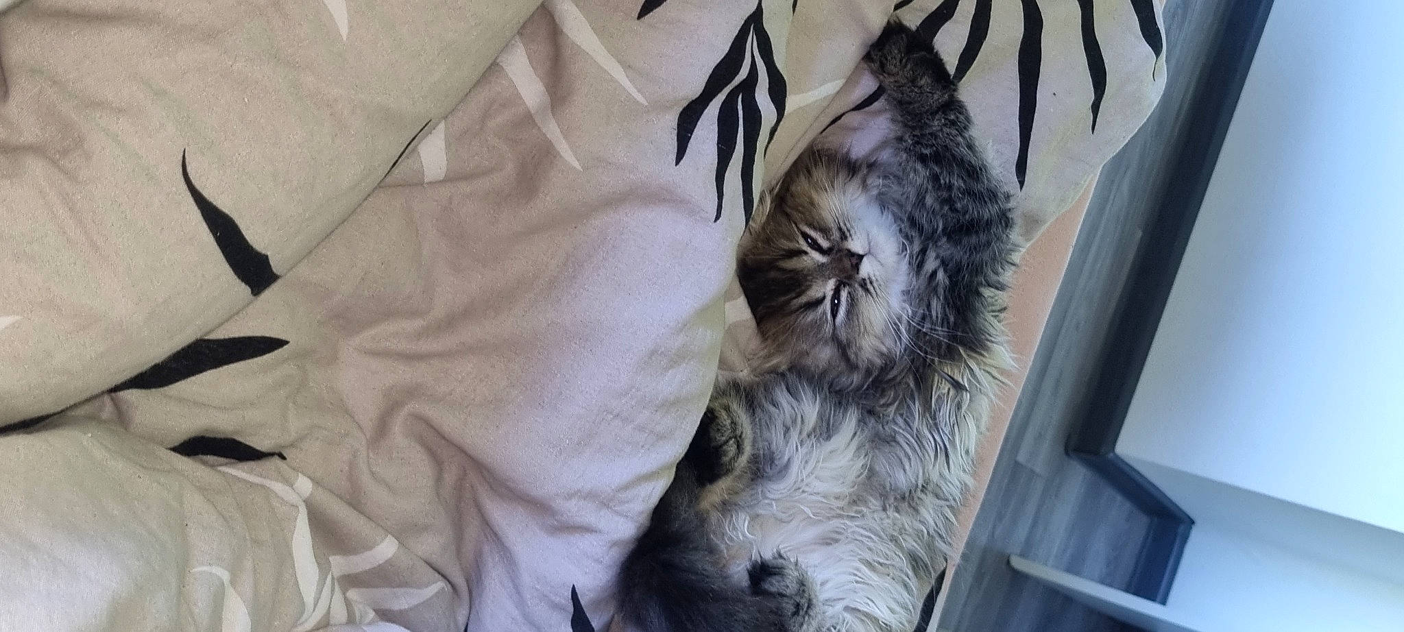 Baloo participe au concours pour gagner de l'argent avec cette photo : carnivore, cat, claw, comfort, domestic_short_haired_cat, feather, felidae, fur, grey, linens, pattern, paw, plant, small_to_medium_sized_cats, tail, tree, whiskers, window