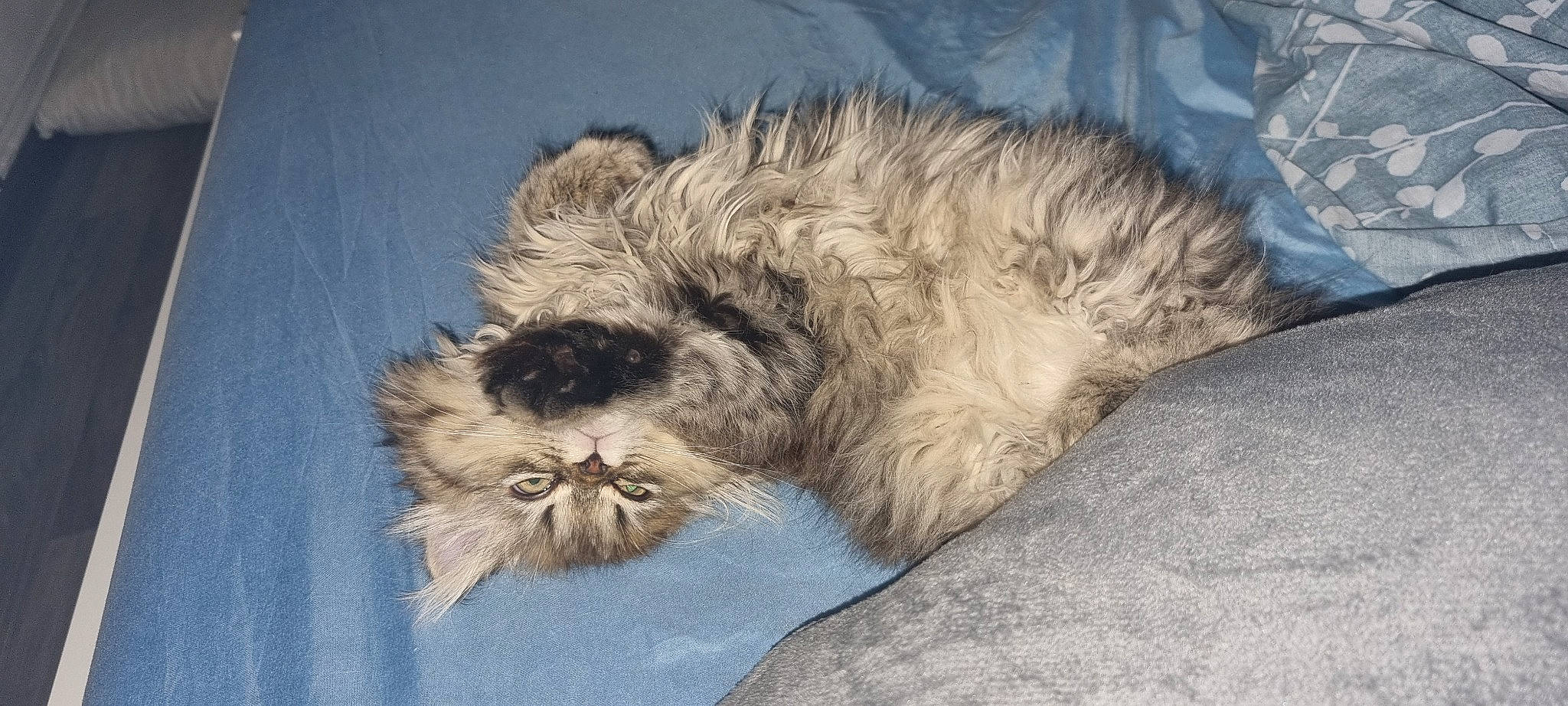 Baloo a rejoint le concours — aidez-le/la à gagner de superbes lots ! canidae, carnivore, companion_dog, dog, dog_breed, fawn, felidae, fur, liver, paw, shih_poo, shih_tzu, small_to_medium_sized_cats, snout, sporting_group, tail, terrestrial_animal, toy_dog, whiskers, wildlife