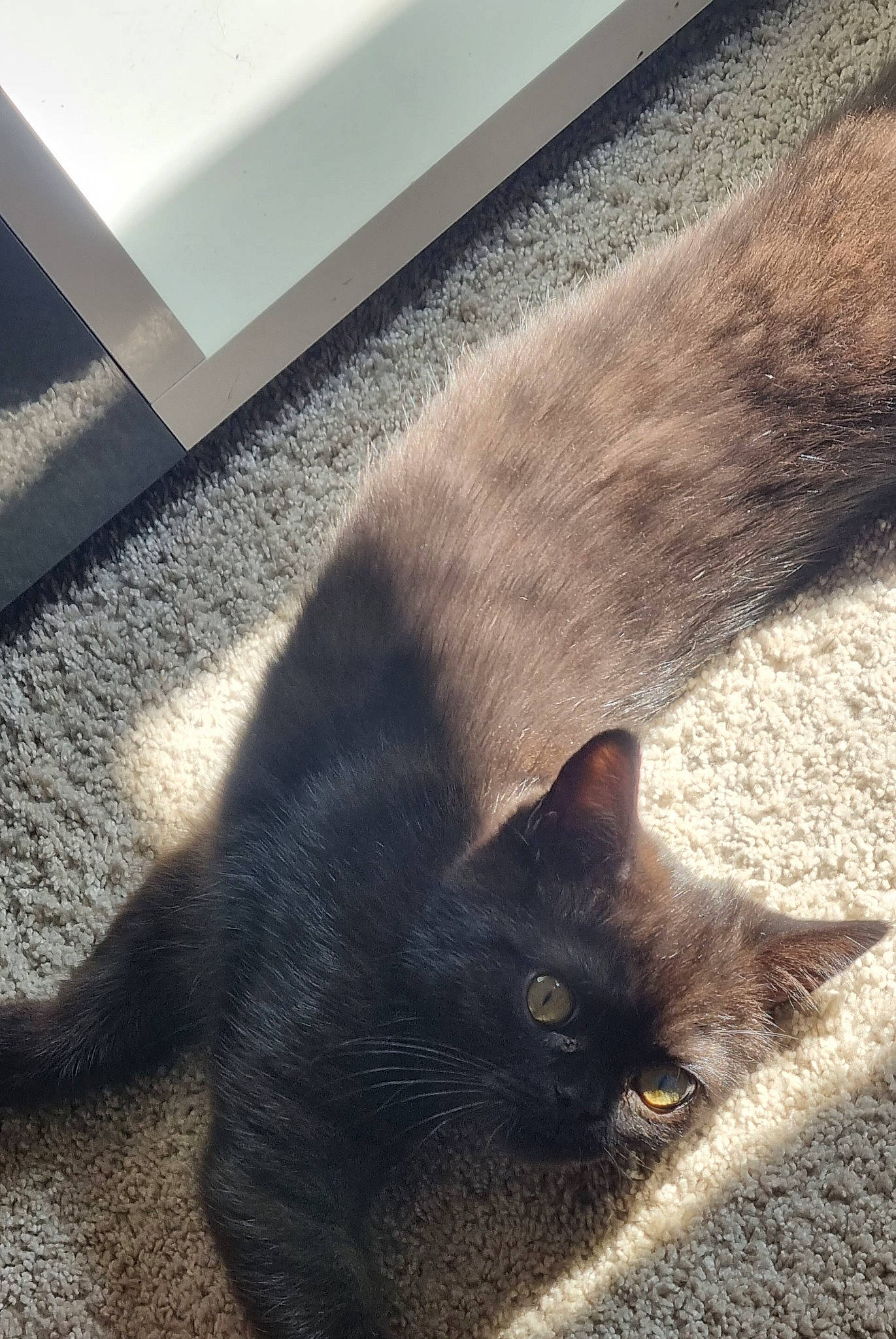 Tarzan a rejoint le concours — aidez-le/la à gagner de superbes lots ! black_cat, carnivore, cat, felidae, floor, flooring, grey, light, line, mammal, morning, plant, road_surface, small_to_medium_sized_cats, snout, tail, tints_and_shades, vertebrate, whiskers, wood