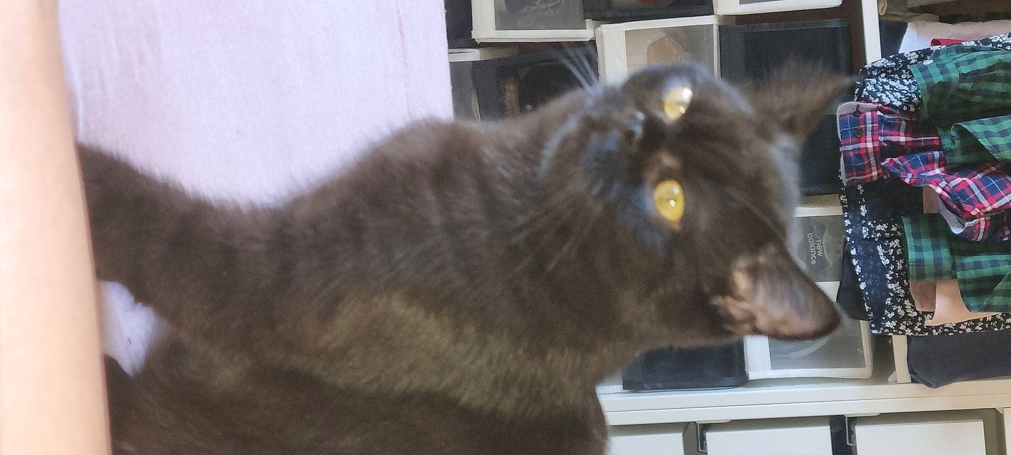 Tarzan participe au concours pour gagner de l'argent avec cette photo : black_cat, canidae, carnivore, cat, claw, dog_breed, domestic_short_haired_cat, felidae, fur, grey, small_to_medium_sized_cats, snout, tail, terrestrial_animal, whiskers