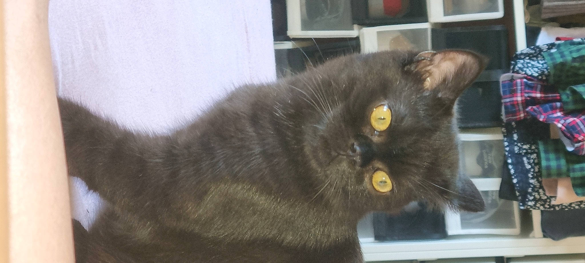 Tarzan a rejoint le concours — aidez-le/la à gagner de superbes lots ! black_cat, bombay, carnivore, cat, claw, domestic_short_haired_cat, felidae, fur, small_to_medium_sized_cats, snout, tail, terrestrial_animal, whiskers