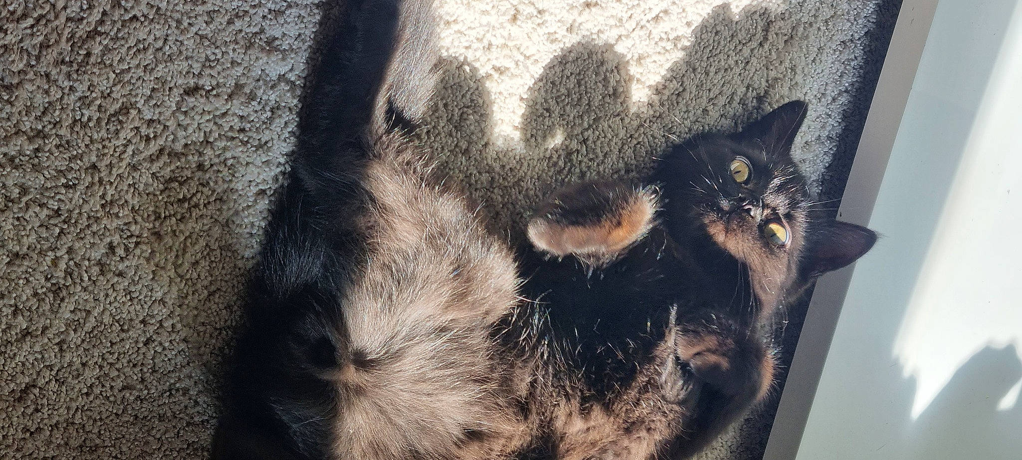 Tarzan a rejoint le concours — aidez-le/la à gagner de superbes lots ! black_cat, bombay, carnivore, cat, domestic_short_haired_cat, eye, felidae, fur, grass, grey, paw, plant, shadow, small_to_medium_sized_cats, tail, terrestrial_animal, tree, whiskers, window, wood