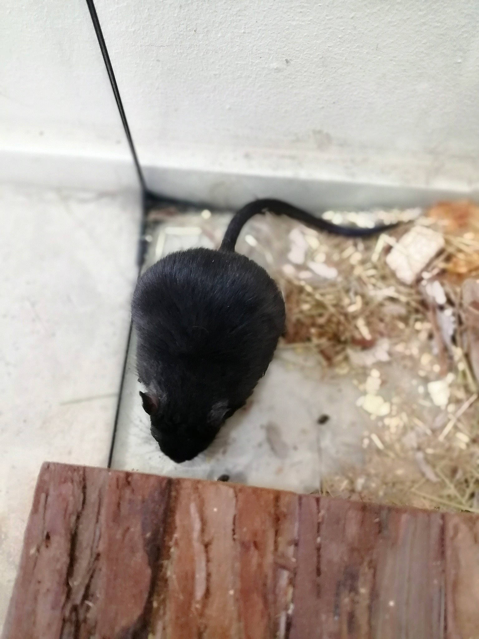 Brun participe au concours pour gagner de l'argent avec cette photo : gerbil, mouse, muridae, muroidea, pest, rat, rodent