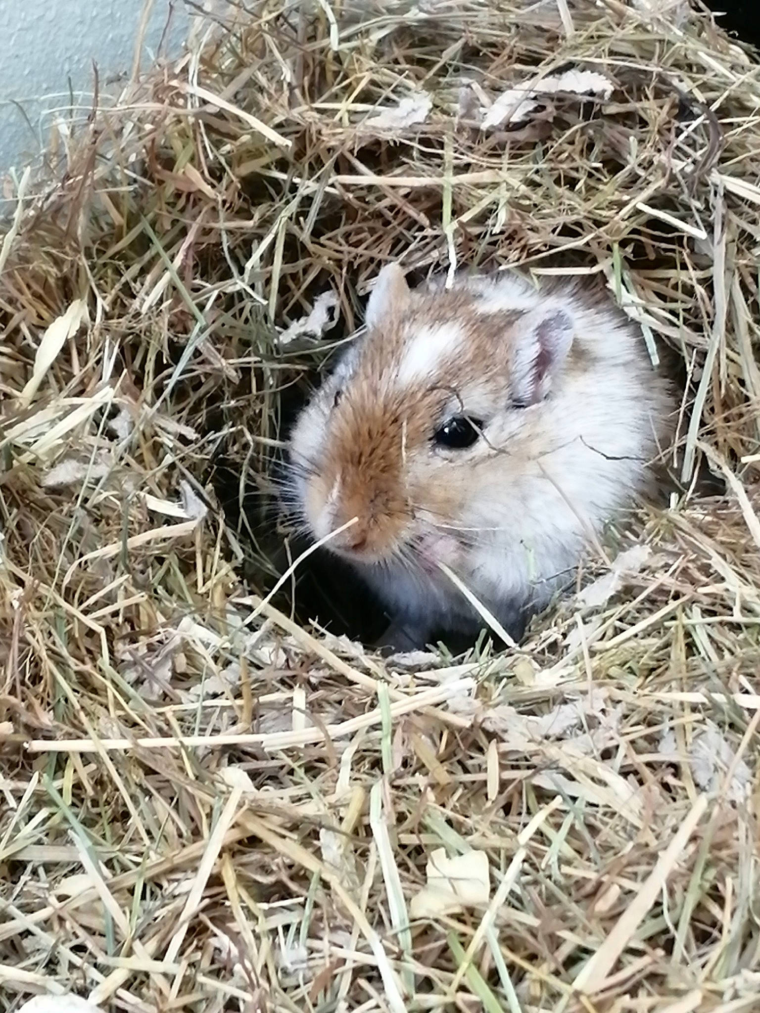 Brun a rejoint le concours — aidez-le/la à gagner de superbes lots ! adaptation, beaver, domestic_rabbit, dormouse, fawn, gerbil, guinea_pig, hamster, mammal, meadow_vole, mouse, muridae, muroidea, prairie_dog, prairie_vole, rat, rodent, snout, straw, whiskers