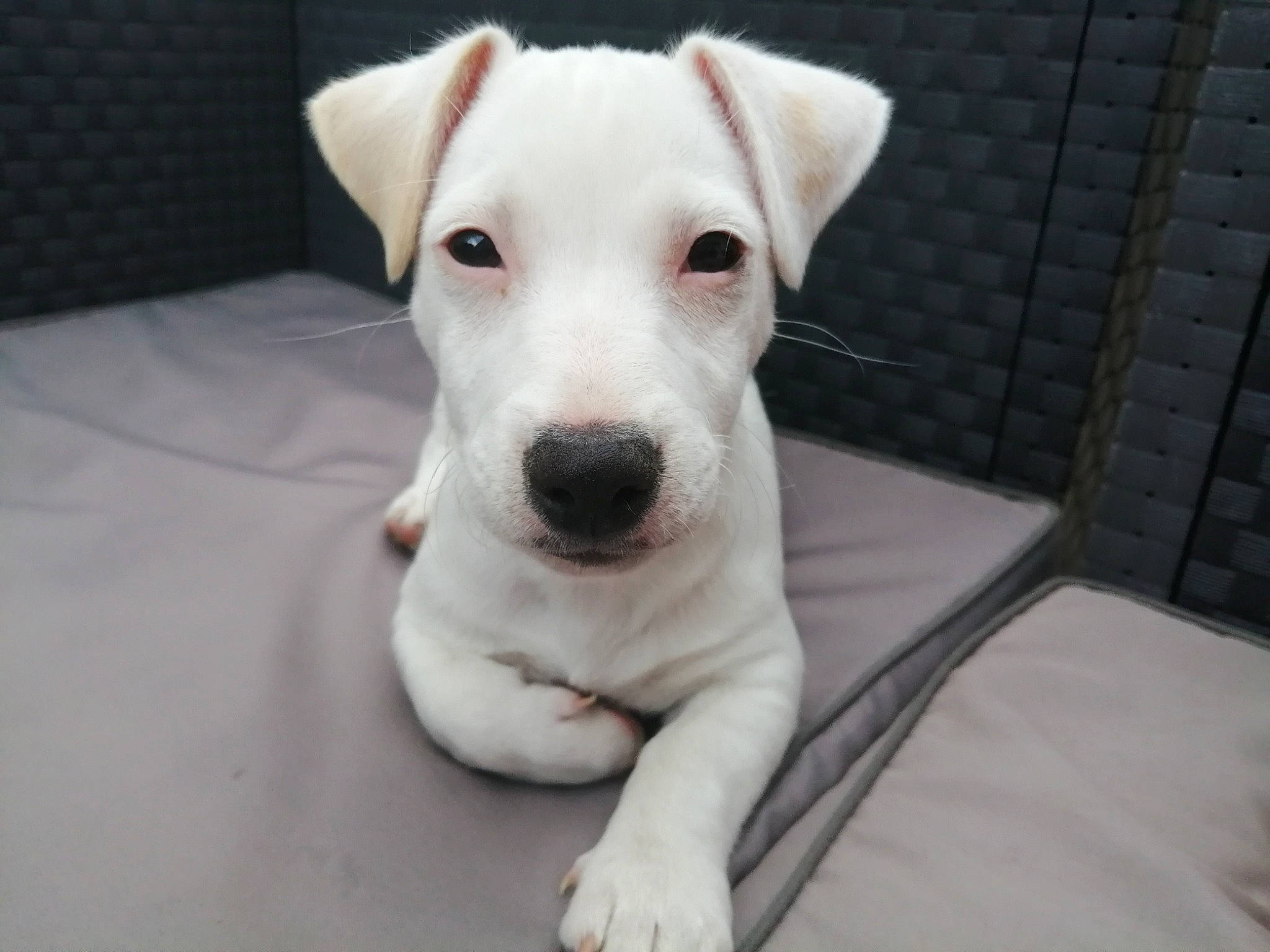 Tobi participe au concours pour gagner de l'argent avec cette photo : bull_terrier, bull_terrier_miniature, canidae, carnivore, companion_dog, dog, dog_breed, dogo_argentino, dogo_guatemalteco, gull_terr, jack_russell_terrier, mammal, non_sporting_group, nose, old_english_terrier, puppy, rare_breed_dog, snout, tail, vertebrate