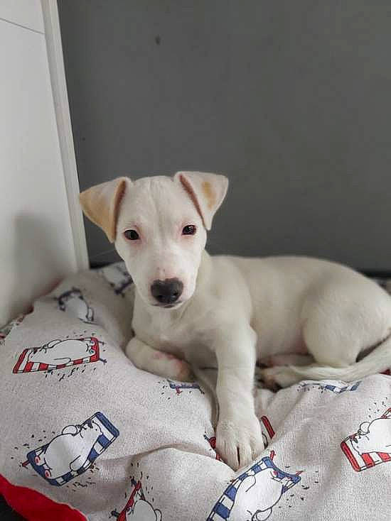 Tobi a rejoint le concours — aidez-le/la à gagner de superbes lots ! canidae, carnivore, companion_dog, dog, dog_breed, fawn, mammal, non_sporting_group, puppy, rare_breed_dog, snout, sporting_group, vertebrate