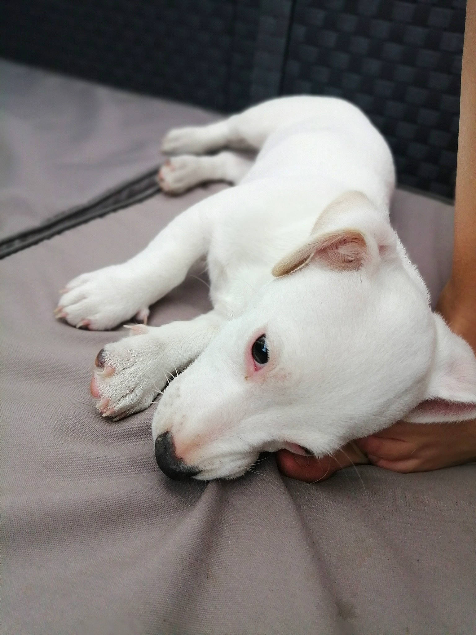 Tobi a rejoint le concours — aidez-le/la à gagner de superbes lots ! bull_and_terrier, bull_terrier, bull_terrier_miniature, bulldog, canidae, carnivore, companion_dog, dog, dog_breed, dogo_guatemalteco, fawn, mammal, non_sporting_group, rare_breed_dog, snout