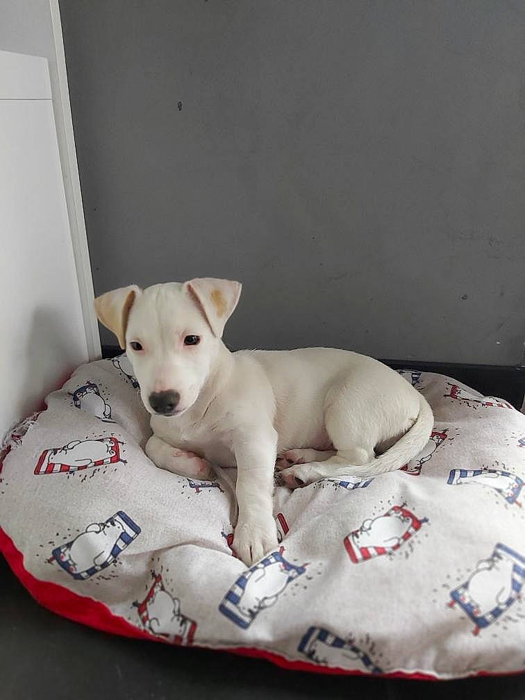 Tobi participe au concours pour gagner de l'argent avec cette photo : canidae, carnivore, companion_dog, dog, dog_bed, dog_breed, furniture, mammal, puppy