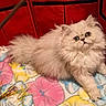cat, kitten, fluffy, white_cat, indoor, blanket, colorful, red_background, pet_toys, curious, cute, feline, animal, young, playful, resting, soft, domestic_cat, close_up, cozy