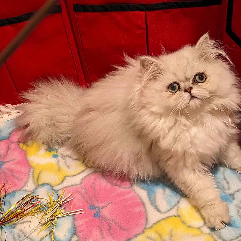 Snow joined the competition — help win amazing prizes! cat, kitten, fluffy, white_cat, indoor, blanket, colorful, red_background, pet_toys, curious, cute, feline, animal, young, playful, resting, soft, domestic_cat, close_up, cozy